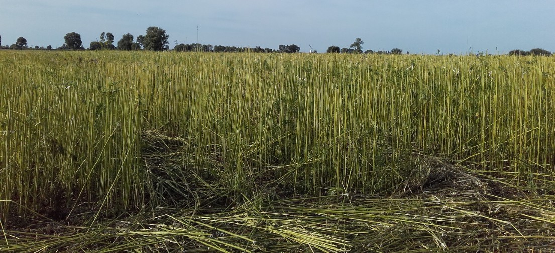 Du champ à l'isolant, la laine de chanvre